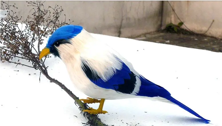 cute simulation bird model polyethylene&feathers white&blue bird handicraft gift about 12cm s2965
cute simulation bird model polyethylene&feathers white&blue bird handicraft gift about 12cm s2965