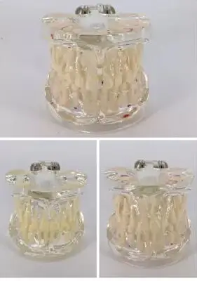 tooth model Children's baby teeth transparent model Permanent tooth alternant pathological models free shipping 
tooth model Children's baby teeth transparent model Permanent tooth alternant pathological models free shipping