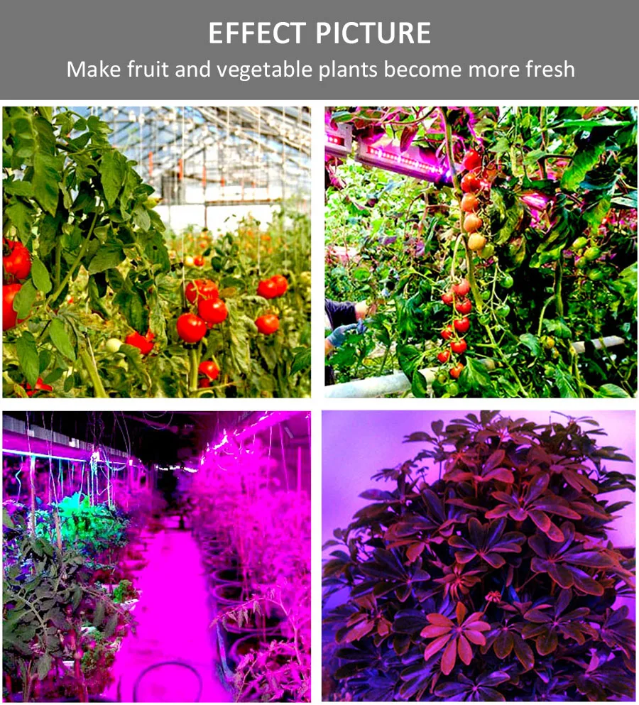 Grow Lights LED Strip 60leds/m DC12V Red Blue 3:1, 4:1, 5:1 Growing LED Strip 5050 IP20 IP65 for Greenhouse Hydroponic Plant
Grow Lights LED Strip 60leds/m DC12V Red Blue 3:1, 4:1, 5:1 Growing LED Strip 5050 IP20 IP65 for Greenhouse Hydroponic Plant