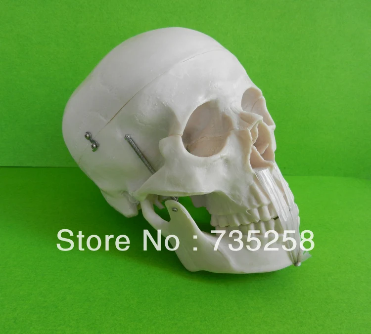 Модель черепа в натуральную величину модель масштабе 1:1 черепа|model of the skull|skull