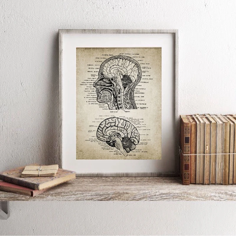 Vintage Human Head and Brain Anatomy Canvas Art Prints Poster Neuroscience Human Anatomy Painting Doctors Office Wall Art Decor
Vintage Human Head and Brain Anatomy Canvas Art Prints Poster Neuroscience Human Anatomy Painting Doctors Office Wall Art Decor