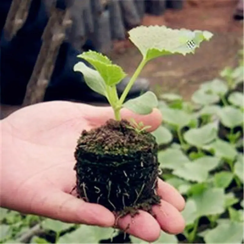 50pcs 30mm Seedling Soil Block Peat Pellets Seedling Planting Peat Pieces Compressed Peat Soil Professional Gardening Supplies
50pcs 30mm Seedling Soil Block Peat Pellets Seedling Planting Peat Pieces Compressed Peat Soil Professional Gardening Supplies