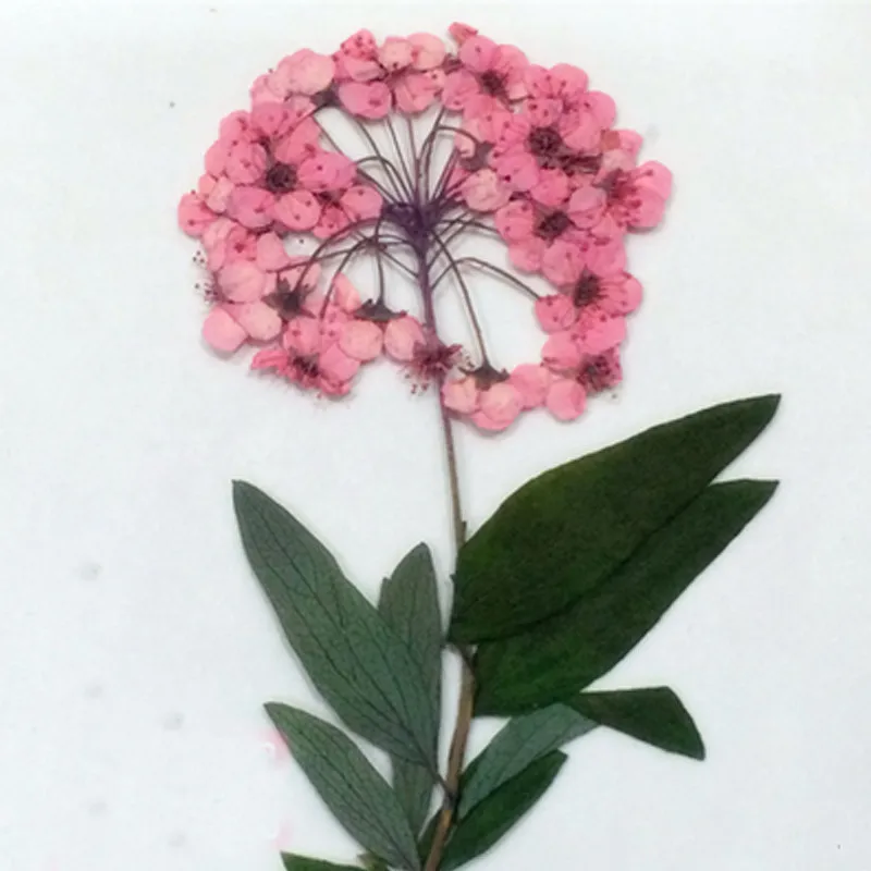 Small Packing Pink Love in a mist Dried Flower For Bracelet Free Shipment 30 Pcs Wholesale
Small Packing Pink Love in a mist Dried Flower For Bracelet Free Shipment 30 Pcs Wholesale