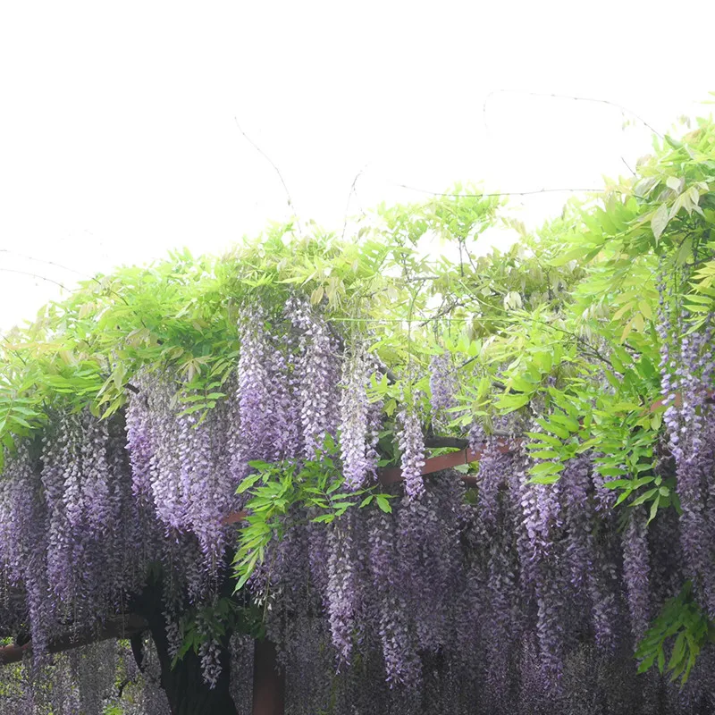 1 Pc 110 Cm Artificial Flowers Hanging Plants / Wisteria Fake Garden Hanging Plants / Wedding Decoration Home Garden Products P
1 Pc 110 Cm Artificial Flowers Hanging Plants / Wisteria Fake Garden Hanging Plants / Wedding Decoration Home Garden Products P