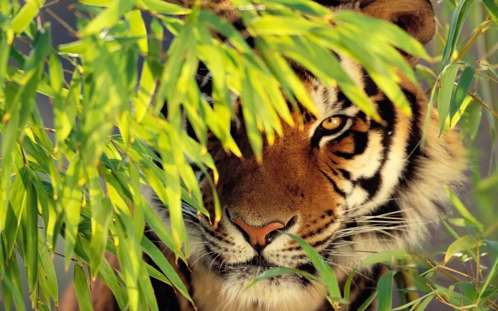 5D DIY Animals Diamond Painting Embroidery Square/round Household Decoration Fabric Resin Craft Tiger
5D DIY Animals Diamond Painting Embroidery Square/round Household Decoration Fabric Resin Craft Tiger