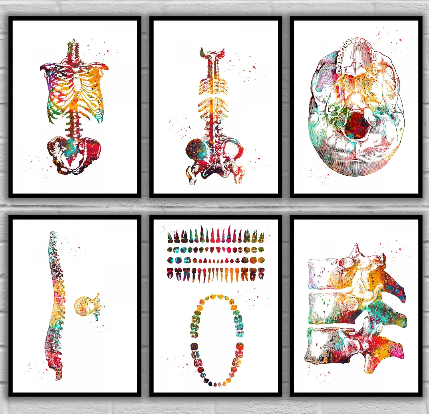 Skeleton Torso Skull View Spine Vertebra Teeth Thoracic Tooth Structure Urinary Whiskey Anatomical Medical And Science Poster
Skeleton Torso Skull View Spine Vertebra Teeth Thoracic Tooth Structure Urinary Whiskey Anatomical Medical And Science Poster
