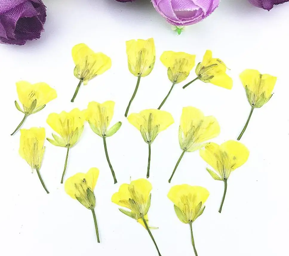 120pcs Pressed Dried Rape Flower Blassikakapestris Filler For Epoxy Resin Pendant Necklace Jewelry Making Craft DIY Accessories
120pcs Pressed Dried Rape Flower Blassikakapestris Filler For Epoxy Resin Pendant Necklace Jewelry Making Craft DIY Accessories