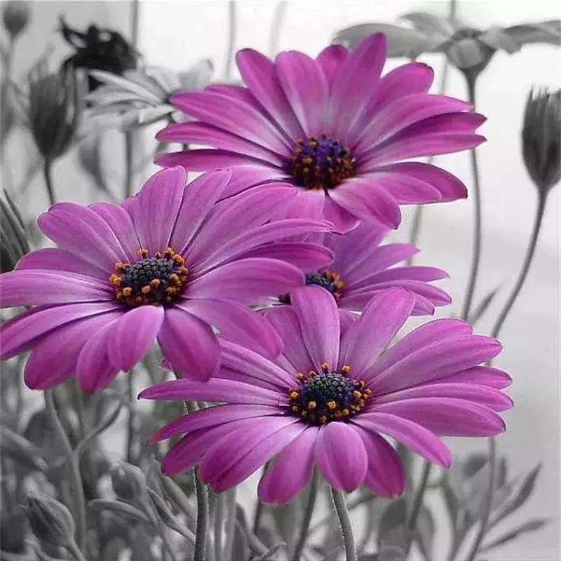 3D Full Drill Diamond Painting Cross Stitch DIY Diamond Embroidery Flowers Lilac Daisies Picture Rhinestones Home Decor Gift
3D Full Drill Diamond Painting Cross Stitch DIY Diamond Embroidery Flowers Lilac Daisies Picture Rhinestones Home Decor Gift