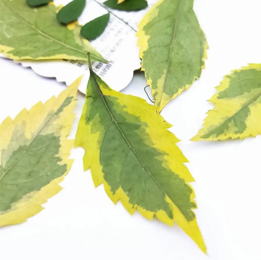 60pcs Pressed Dried 4-6cm Duranta Repens L. Leaf Plant Herbarium For Jewelry Postcard Invitation Card Phone Case DIY
60pcs Pressed Dried 4-6cm Duranta Repens L. Leaf Plant Herbarium For Jewelry Postcard Invitation Card Phone Case DIY