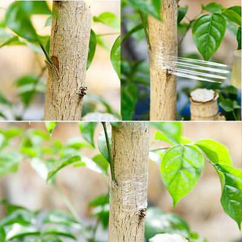 New 1Roll 2CM x 100M Nursery Grafting Tape Stretchable Self-adhesive Garden Flower Vegetable Grafting Tapes Supplies Plants Tool
New 1Roll 2CM x 100M Nursery Grafting Tape Stretchable Self-adhesive Garden Flower Vegetable Grafting Tapes Supplies Plants Tool
