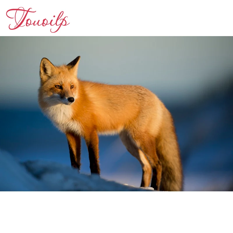 5D Diy Pretty sly fox spuare&round diamond painting crystal Painting diamonds decorative diy bird diamond embroidery kits
5D Diy Pretty sly fox spuare&round diamond painting crystal Painting diamonds decorative diy bird diamond embroidery kits