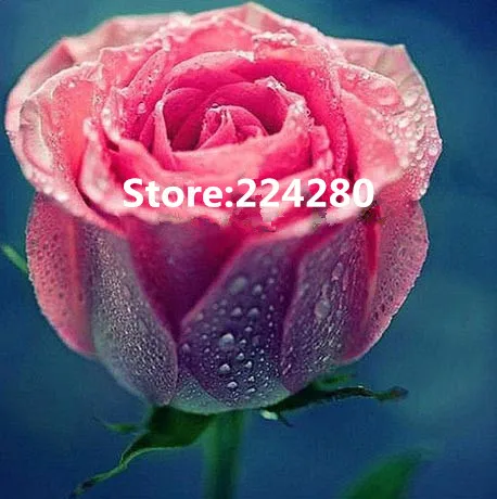New Needlework,Cross stitch,14CT Unprinted Embroidery kits Dew Pink Rose Colorful flower Cross-Stitching,DIY Handmade decor
New Needlework,Cross stitch,14CT Unprinted Embroidery kits Dew Pink Rose Colorful flower Cross-Stitching,DIY Handmade decor