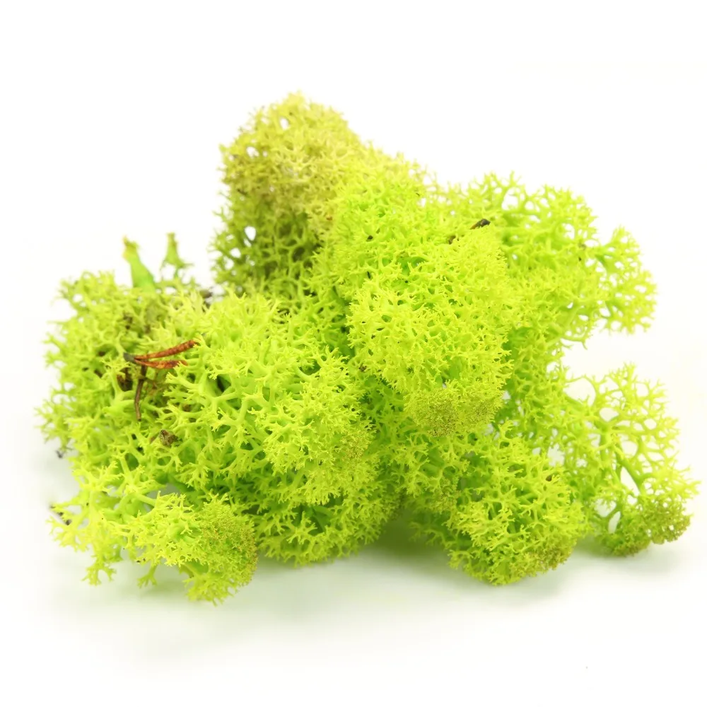 500g Natural Norwegian Reindeer Moss for Flowers Grass Basket Plant Home Garden Preserved Dried Craft Flower Stamen Decoration
500g Natural Norwegian Reindeer Moss for Flowers Grass Basket Plant Home Garden Preserved Dried Craft Flower Stamen Decoration
