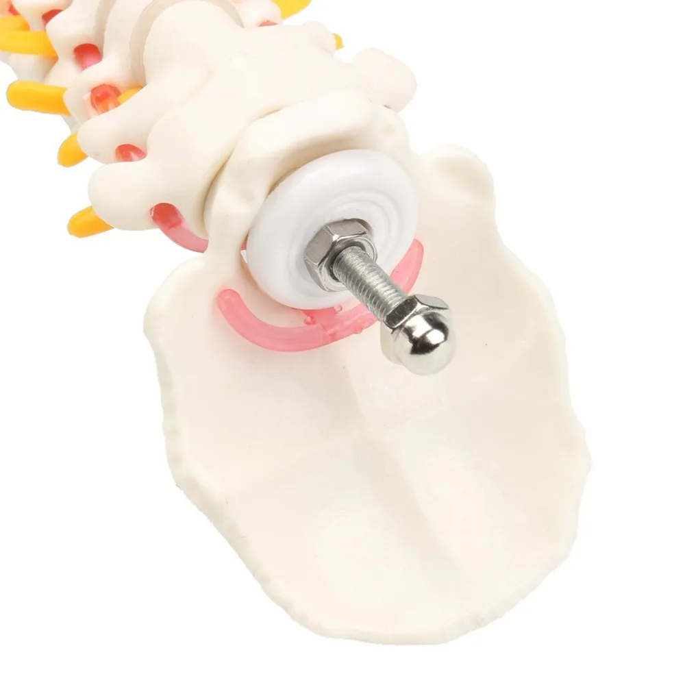 45cm human spine with pelvic model Human Anatomical Anatomy skeleton supplies and equipment Medical spinal column models
45cm human spine with pelvic model Human Anatomical Anatomy skeleton supplies and equipment Medical spinal column models