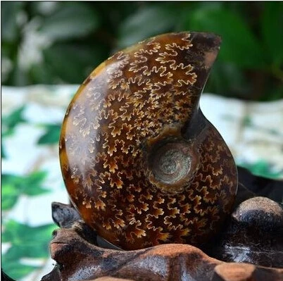АА + натуральный аммонит симпатичный NAUTILUS FOSSIL с лечебным действием образцы 20-30 г