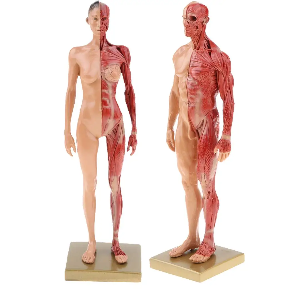 2pcs 30cm Man Woman Muscle Structure Model Human Organ Anatomical Model for School Teaching Tool Learning Display Lab Supplies
2pcs 30cm Man Woman Muscle Structure Model Human Organ Anatomical Model for School Teaching Tool Learning Display Lab Supplies