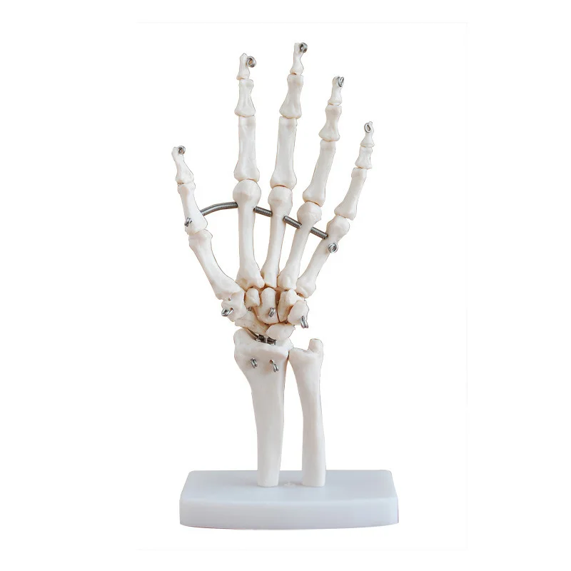 1:1 натуральный размер модель человеческого сустава ручной каркас костяная на