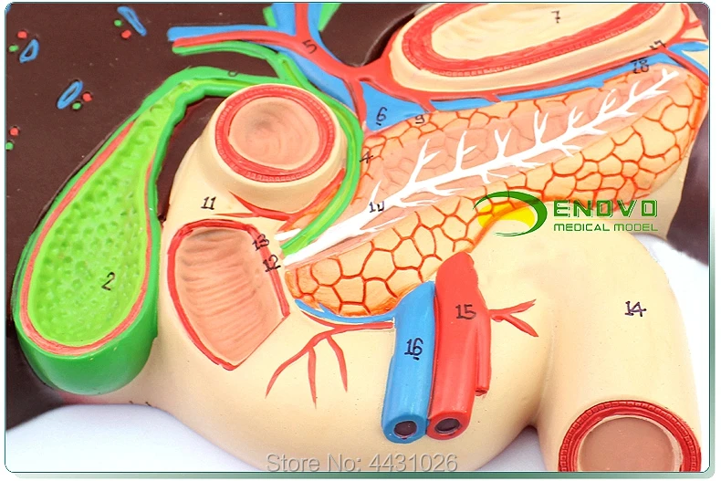 ENOVO The Whipple model of the digestive system of the gastro-biliary pancreaticoduodenal gastric structure model
ENOVO The Whipple model of the digestive system of the gastro-biliary pancreaticoduodenal gastric structure model
