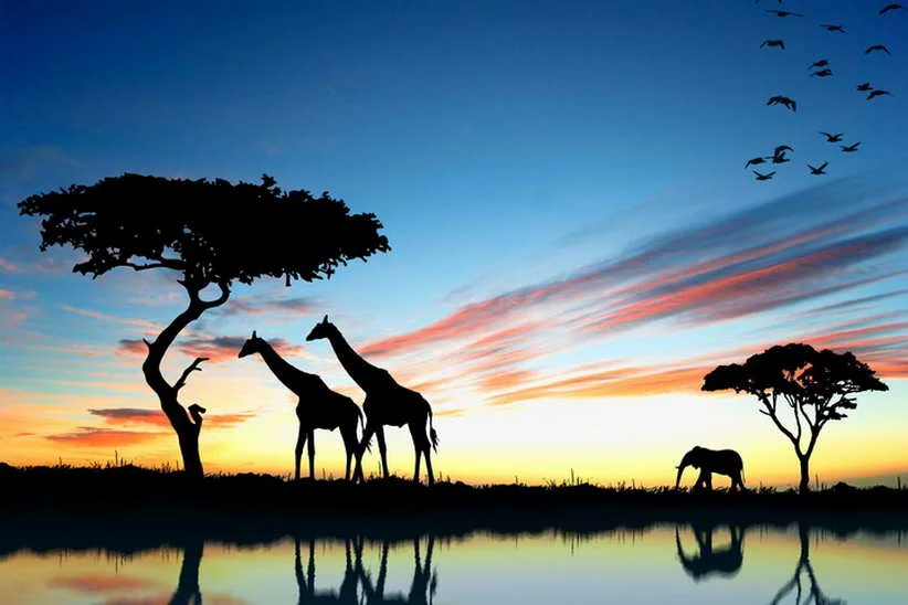 Modern Decor Art Wall Giraffe HD Printed on Canvas Oil Painting Pictures Home Sitting Room Decoration
Modern Decor Art Wall Giraffe HD Printed on Canvas Oil Painting Pictures Home Sitting Room Decoration