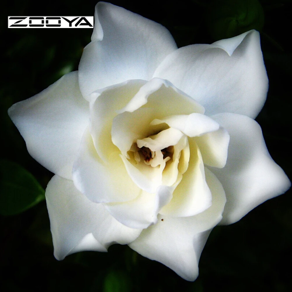 ZOOYA 3d Diamond Embroidery Floral Painting Cross Stitch Diy Mosaic Diamond Square Rhinestone White Flower Home Decoration F836
ZOOYA 3d Diamond Embroidery Floral Painting Cross Stitch Diy Mosaic Diamond Square Rhinestone White Flower Home Decoration F836