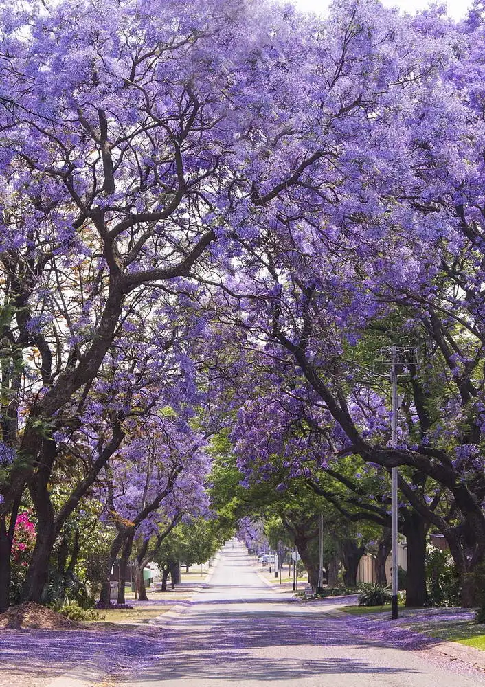 5x7ft Violet Flowers Blossom Tree Path Washable One Piece No Wrinkle Banner Photo Studio Background Backdrop Polyester Fabric
5x7ft Violet Flowers Blossom Tree Path Washable One Piece No Wrinkle Banner Photo Studio Background Backdrop Polyester Fabric