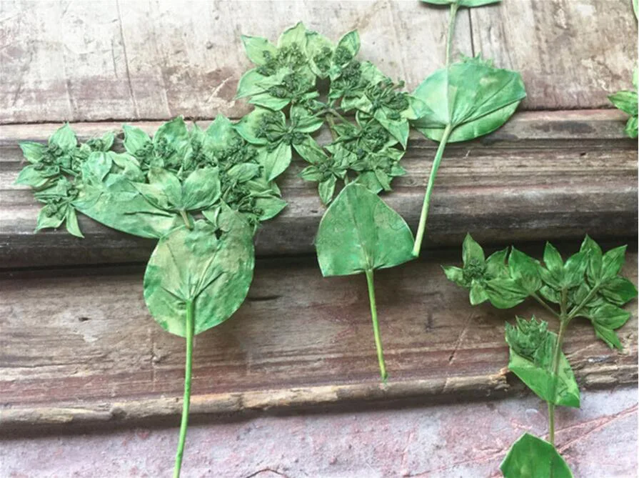 120pcs Green Pressed Dried Euphorbia Leaf Flowers Plant Herbarium For Jewelry Postcard Invitation Card Phone Case Making
120pcs Green Pressed Dried Euphorbia Leaf Flowers Plant Herbarium For Jewelry Postcard Invitation Card Phone Case Making