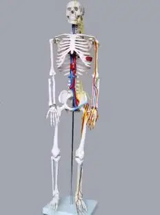 85cm human skeleton model with blood vine and nerve system high quality band model of the human body model
85cm human skeleton model with blood vine and nerve system high quality band model of the human body model