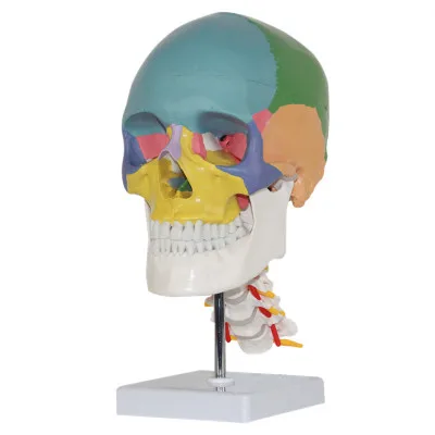 color human adult Skull model with cervical medical use art painting human skeleton 20*14*29cm PVC material
color human adult Skull model with cervical medical use art painting human skeleton 20*14*29cm PVC material