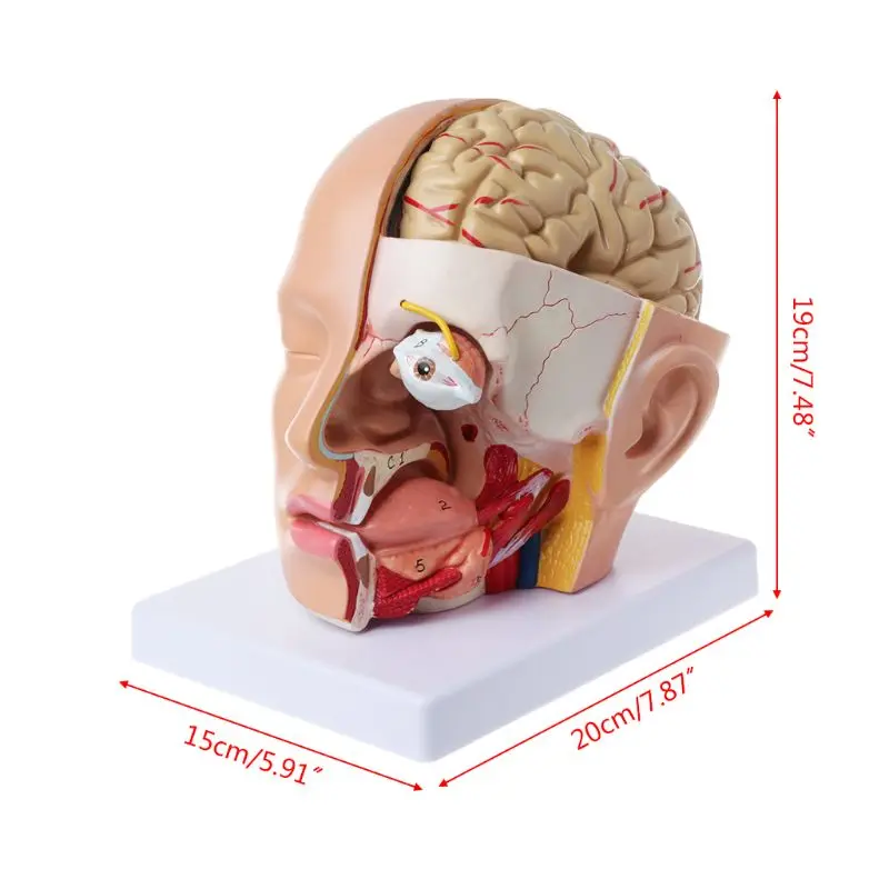 2019 NEW Human Anatomy Head Skull Brain Cerebral Artery Anatomical Model For Teaching Dropshipping
2019 NEW Human Anatomy Head Skull Brain Cerebral Artery Anatomical Model For Teaching Dropshipping