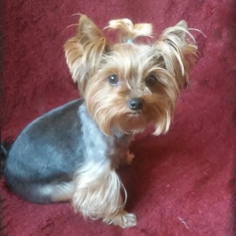 Diy Diamond Painting dog Yorkshire Terrier 3d Square Rhinestone Diamond mosaic painting beads 5d Full Diamond embroidery Animals
Diy Diamond Painting dog Yorkshire Terrier 3d Square Rhinestone Diamond mosaic painting beads 5d Full Diamond embroidery Animals