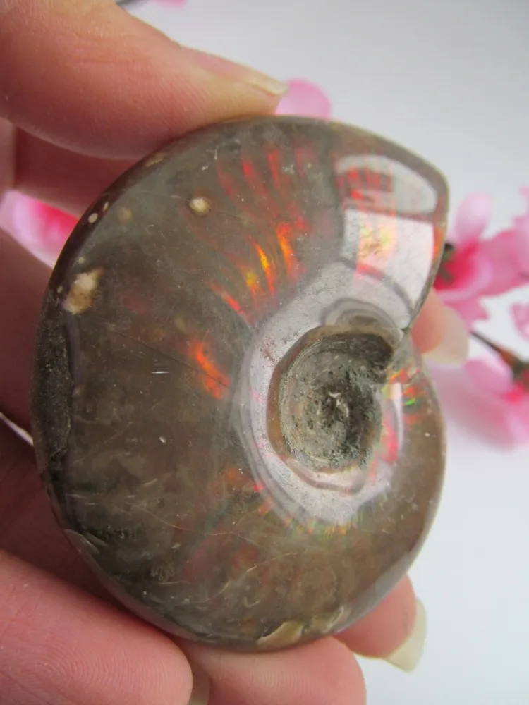 Rare! Natural Rainbow bAMMONITE AMMOLITE SHELL GEM FOSSIL Reiki Healing Fengshui Crystal Stones Natural Stone and Minerals 74g
Rare! Natural Rainbow bAMMONITE AMMOLITE SHELL GEM FOSSIL Reiki Healing Fengshui Crystal Stones Natural Stone and Minerals 74g