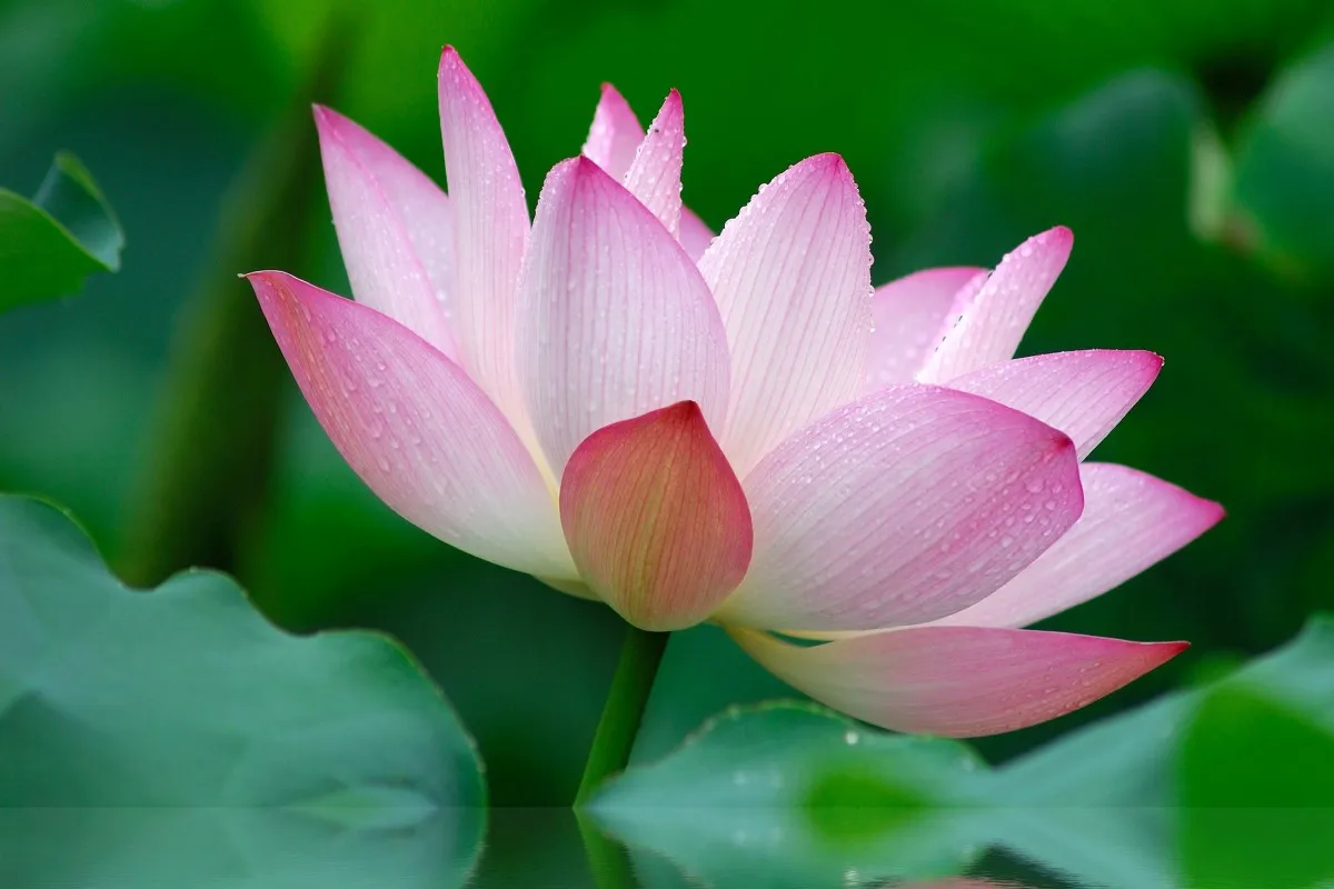 Цветок lotus hd PQT18 индивидуальный Рисунок ткань постер для украшения стен декор для комнаты домашнее украшение (рамка в наличии)
Цветок lotus hd PQT18 индивидуальный Рисунок ткань постер для украшения стен декор для комнаты домашнее украшение (рамка в наличии)