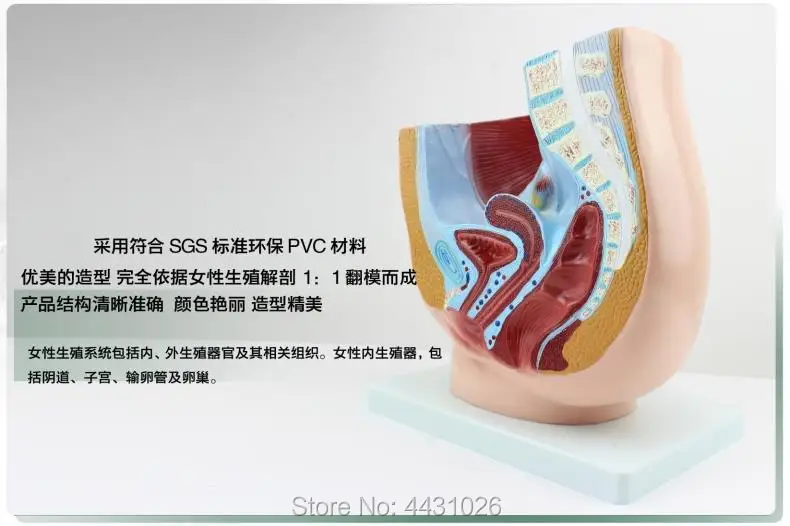 ENOVO Female pelvic sagittal anatomical reproductive system family planning health guidance
ENOVO Female pelvic sagittal anatomical reproductive system family planning health guidance