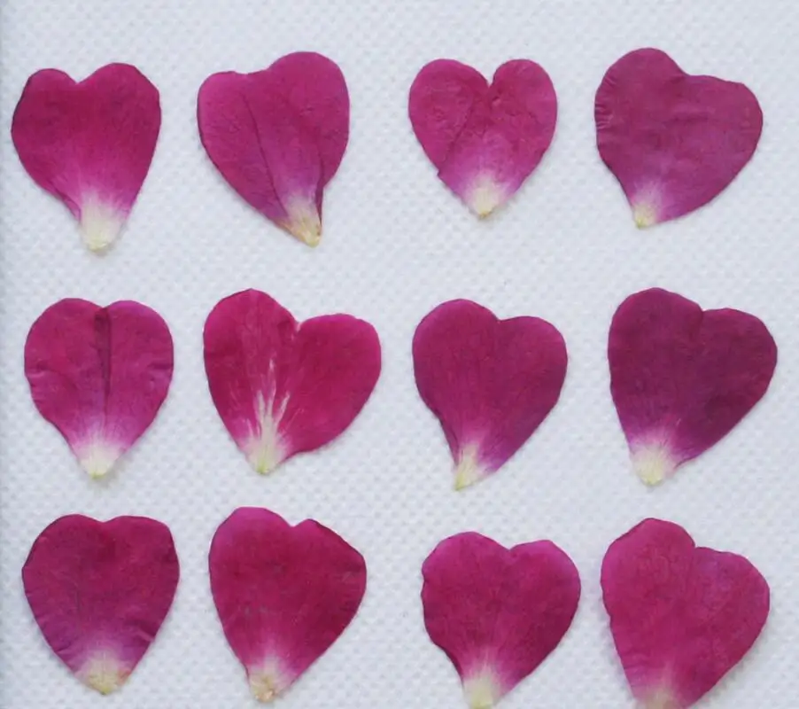 250pcs Pressed Press Dried Heart Rose Petal Flower Plants For Epoxy Resin Pendant Necklace Jewelry Making Craft DIY Accessories
250pcs Pressed Press Dried Heart Rose Petal Flower Plants For Epoxy Resin Pendant Necklace Jewelry Making Craft DIY Accessories
