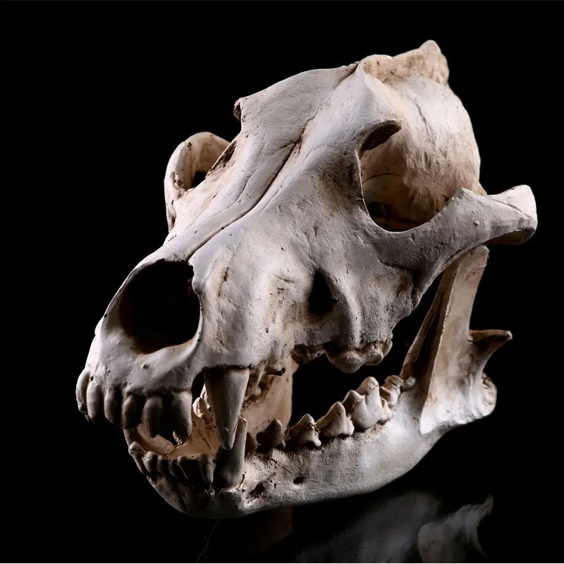 Realistic Wolves Canine Skull Model Resin Skeleton Medical Teaching Sculpture White Halloween Decoration
Realistic Wolves Canine Skull Model Resin Skeleton Medical Teaching Sculpture White Halloween Decoration