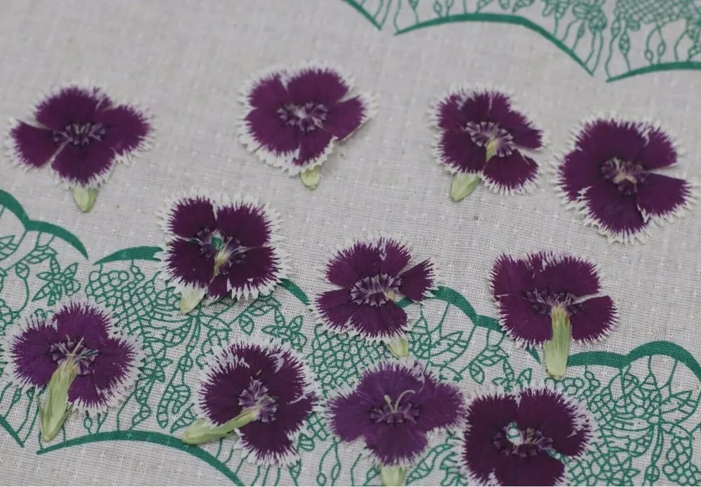 120pcs Pressed Dried Dianthus Chinensis Flower Plant Herbarium For Jewelry Postcard Phone Case Craft DIY Accessories
120pcs Pressed Dried Dianthus Chinensis Flower Plant Herbarium For Jewelry Postcard Phone Case Craft DIY Accessories