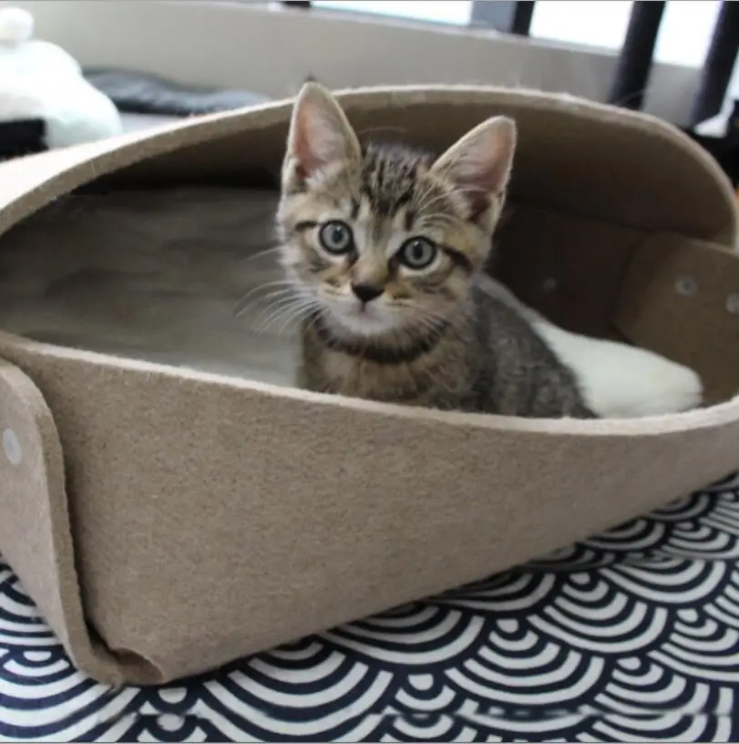 2019 NEW Environmental Protection Natural Pastoral Style Cat Dog Bed House Cat Nest Pet Mattress Felt Cloth Pad
2019 NEW Environmental Protection Natural Pastoral Style Cat Dog Bed House Cat Nest Pet Mattress Felt Cloth Pad