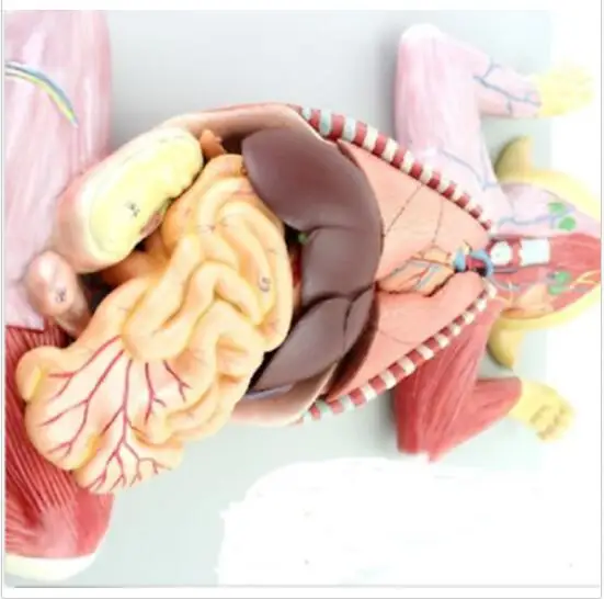 Feline Cat Anatomy Model Organs Heart Muscle Nerve Veterinary Study Animal teach
Feline Cat Anatomy Model Organs Heart Muscle Nerve Veterinary Study Animal teach