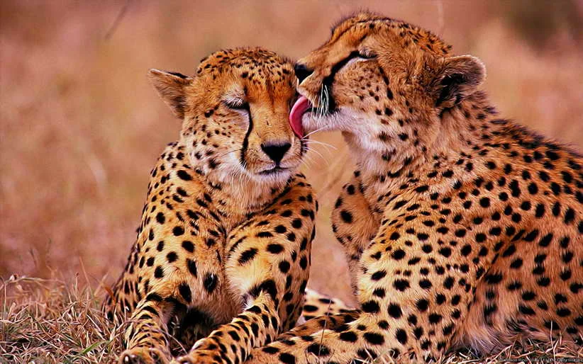 Home Decoration Art Wall Animal South African Cheetahs Oil Painting Picture HD Printed On Canvas For Decorative Gifts
Home Decoration Art Wall Animal South African Cheetahs Oil Painting Picture HD Printed On Canvas For Decorative Gifts