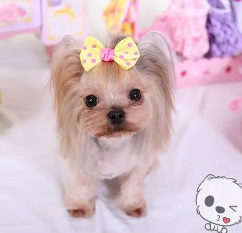 40pcs/20pairs Small Dog Hair Bows Topknot Classic Polka Dots Small Bowknot Mix Colors Pet Hair Bows Dog Hair Accessories
40pcs/20pairs Small Dog Hair Bows Topknot Classic Polka Dots Small Bowknot Mix Colors Pet Hair Bows Dog Hair Accessories
