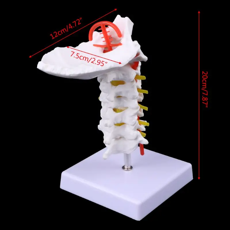 2019 NEW Cervical Vertebra Arteria Spine Spinal Nerves Anatomical Model Life Size Dropshipping
2019 NEW Cervical Vertebra Arteria Spine Spinal Nerves Anatomical Model Life Size Dropshipping