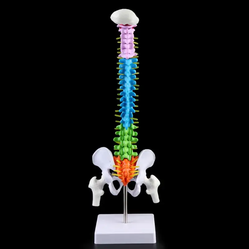 45cm Removable Human Spine Model Spinal Column Vertebral Lumbar Curve Anatomical Medical Teaching Tool
45cm Removable Human Spine Model Spinal Column Vertebral Lumbar Curve Anatomical Medical Teaching Tool
