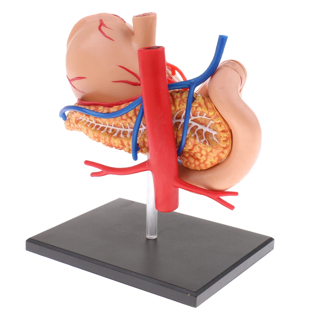 Anatomical Human Stomach & Pancreas Organs Science Anatomy Model Learning Resource Student School Supplies
Anatomical Human Stomach & Pancreas Organs Science Anatomy Model Learning Resource Student School Supplies