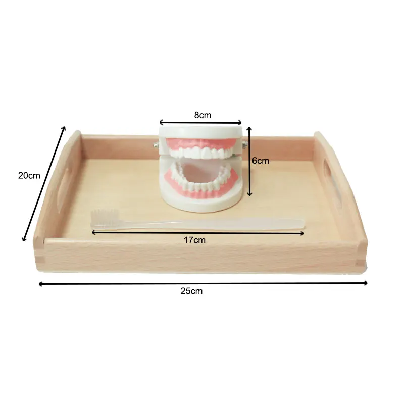 Montessori Simulated Brush Tooth Toys Brushing Teeth Training Toy Basic Life Skill Practice Training Toys for Children 18 Month+
Montessori Simulated Brush Tooth Toys Brushing Teeth Training Toy Basic Life Skill Practice Training Toys for Children 18 Month+