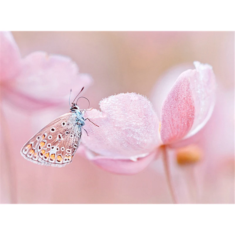 Diamond Embroidery Paintings Rhinestone Pasted diy Diamond painting Free Shipping printed classic pink flower & butterfly A5898R
Diamond Embroidery Paintings Rhinestone Pasted diy Diamond painting Free Shipping printed classic pink flower & butterfly A5898R