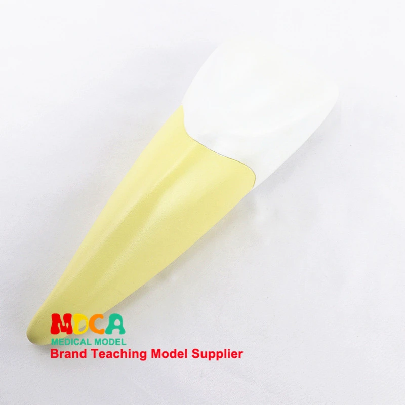 Human incisor model, dental display, dentistry demonstration medicine teaching model MYC006
Human incisor model, dental display, dentistry demonstration medicine teaching model MYC006