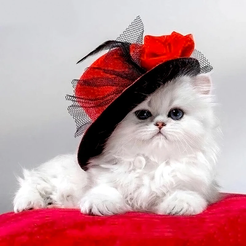 Full Drill Square Diamond 5D DIY Diamond Painting "Cat In Red Hat" Diamond Embroidery Cross Stitch Rhinestone Mosaic Painting
Full Drill Square Diamond 5D DIY Diamond Painting "Cat In Red Hat" Diamond Embroidery Cross Stitch Rhinestone Mosaic Painting