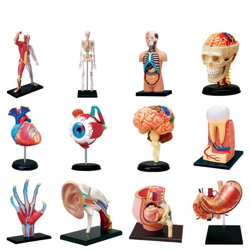 4D Human body tissue model - muscle and nerve skeleton assembly biological teaching equipment
4D Human body tissue model - muscle and nerve skeleton assembly biological teaching equipment