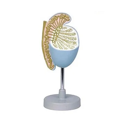 Testicular anatomic magnification Male genital anatomical enlargement model Teaching aids for medical education 10X
Testicular anatomic magnification Male genital anatomical enlargement model Teaching aids for medical education 10X