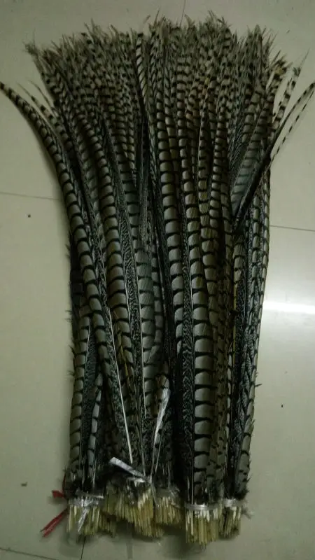 Wholesale 100pcs original natural Lady Amherst Pheasant Feathers 40-44inch/100-110cm Decorative diy Performance Accessories
Wholesale 100pcs original natural Lady Amherst Pheasant Feathers 40-44inch/100-110cm Decorative diy Performance Accessories